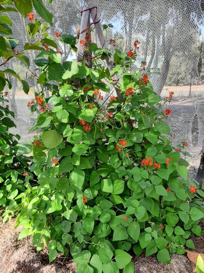 Spring Beach Garden Retreat Екстериор снимка